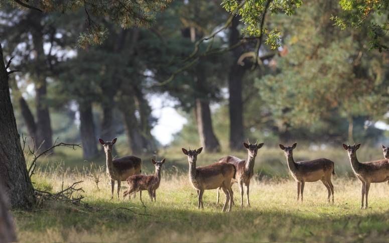 Het aantal damherten in het Deelerwoud groeit nog steeds. Foto Natuurmonumenten, Geurt Besselink