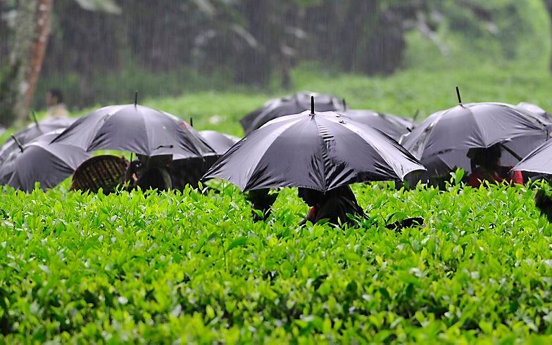 Arbeiders plukken theeblaadjes in de stromende regen in de staat Assam in India. Assam is de grootste leverancier van thee in het land. beeld EPA