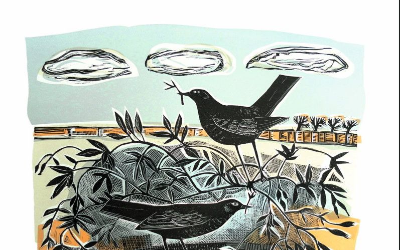 Twee zwarte vogels die een nest voorbereiden.