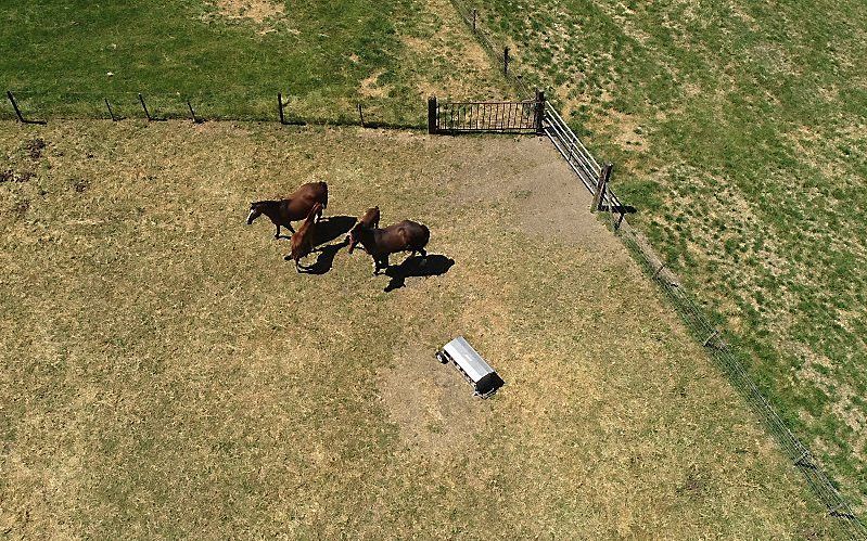 Droogte langs de Lingedijk bij Geldermalsen. beeld ANP