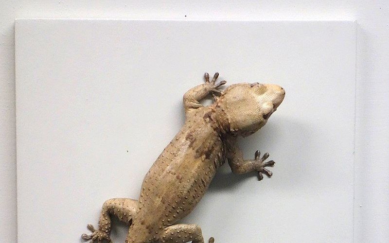 Hoe een gekko Israël aanvalt