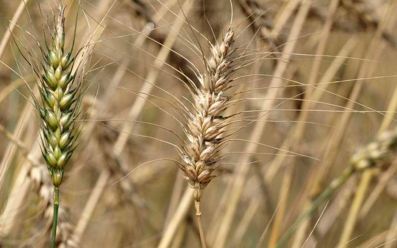 Er is veel natuurlijke variatie aanwezig in de mate waarin gluten uit tarwe coeliakie veroorzaken. Onderzoekers uit Wageningen en Lieden laten dat zien en stellen dat het mogelijk is om tarwe met veilige gluten te maken. Foto WUR