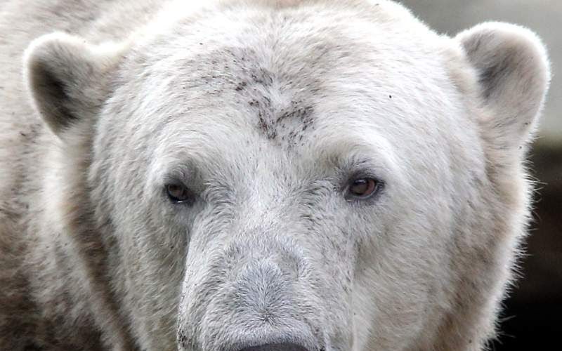 Knut. Foto EPA