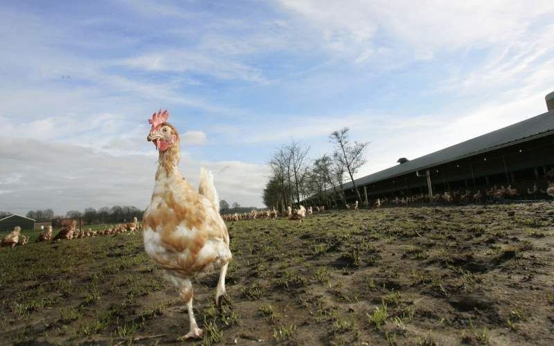 Vogelgriep. Foto ANP