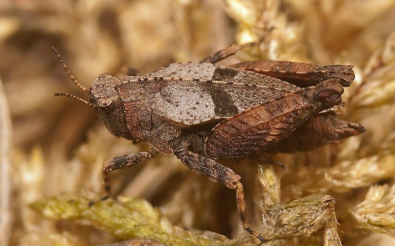 LEIDEN – Het bosdoorntje, een sprinkhanensoort die deze maand voor het eerst sinds 1975 weer in Nederland is gesignaleerd. Foto Naturalis