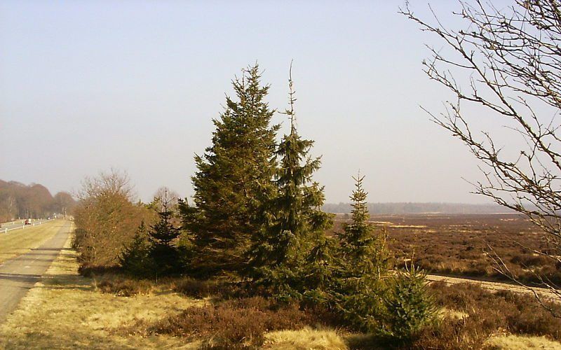 De Ginkelse Heide bij Ede. Foto Wikimedia Pimvantend