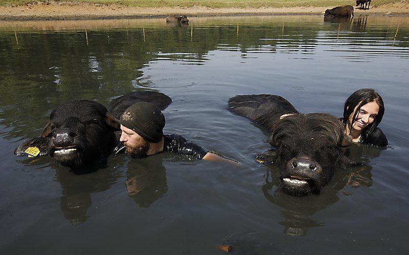 Buffelboer Arjan Swinkels uit het Brabantse Son en Breugel en zijn vriendin Lieke Verberne zwemmen woensdag samen met 27 stieren in een plas langs rivier de Dommel. beeld VidiPhoto