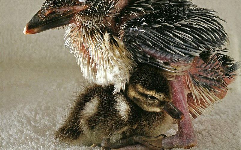 Een volwassen kookaburra -grootste ijsvogelsoort- lust normaal wel een eendje, maar dit exemplaar, zelf nog kuiken, vond het prima dat de madagaskartaling onder zijn vleugels kroop. Foto uit “Onmogelijke liefdes”