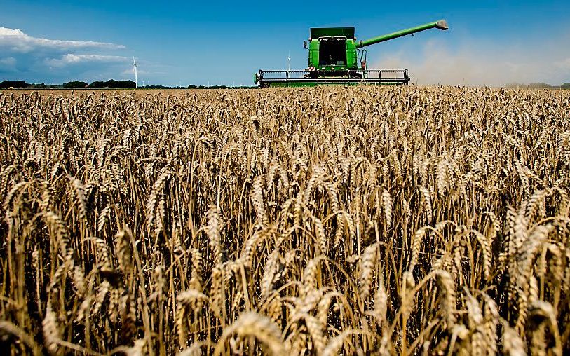 De wereldwijde graanoogst valt dit seizoen naar verwachting hoger uit dan ooit eerder in de geschiedenis.  beeld ANP