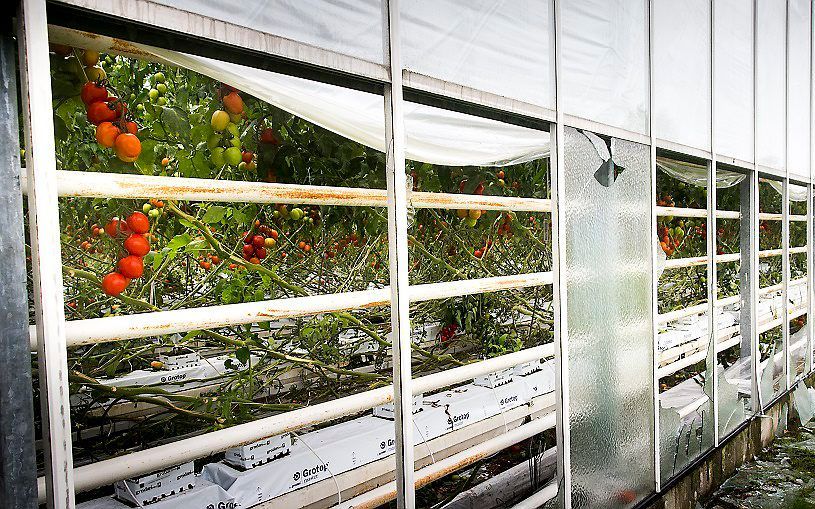 Gebroken glas bij tuinbouwbedrijf Groenco na de enorme landbouwschade die hagelbuien hebben aangericht in het zuidoosten van het land. beeld ANP