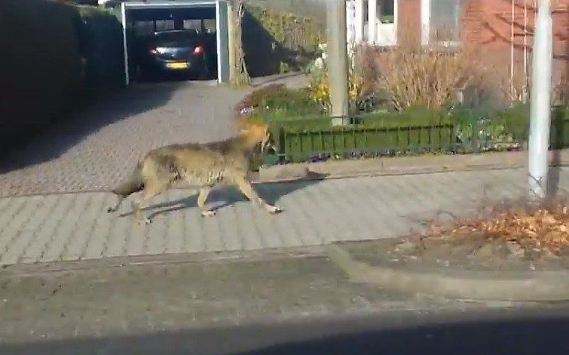 De wolf in het Groningse Kolham. beeld uit video YouTube