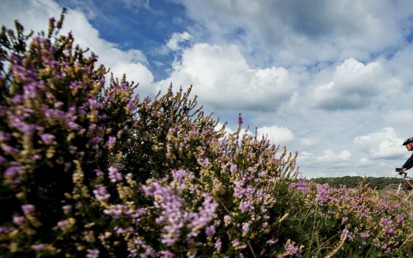 EDE. De Ginkelse Heide nabij Ede krijgt een opknapbeurt. Dichtgroeiende heidevelden worden weer open terrein.  beeld ANP, Koel van Weel