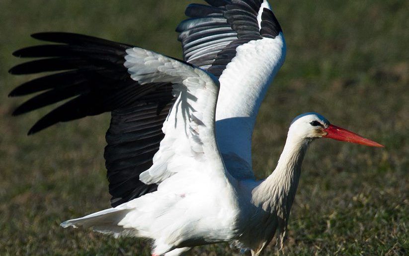 Een ooievaar keerde maandag vanuit het warme zuiden terug in het Duitse Bad Freienwalde. Foto EPA