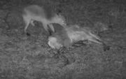 Een manke vos op bezoek bij dode ree. beeld buitengewoon.nl
