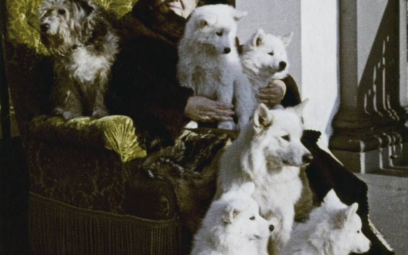 Prinses Wilhelmina met haar honden op het bordes van paleis Het Loo in 1958. beeld Paleis Het Loo