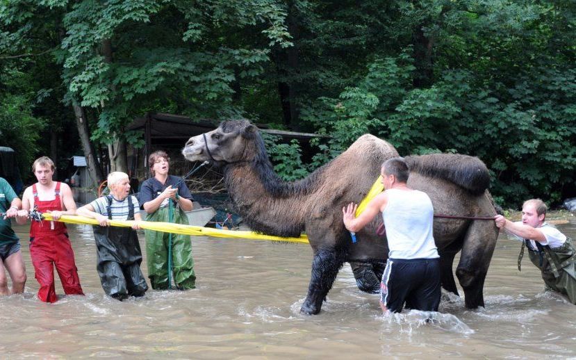 Een kameel wordt uit zijn verblijf gehaald in de dierentuin van Zittau. Foto EPA