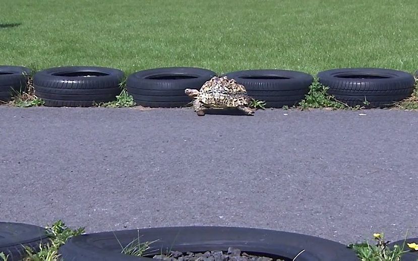 Schildpad Bertie verbreekt het snelheidsrecord. beeld uit video YouTube