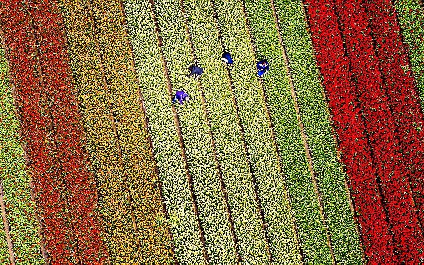 Luchtfoto's van de bollenvelden van de Keukenhof in volle bloei. beeld ANP