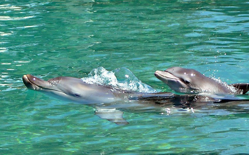 Onderzoekers van de Amerikaanse oceaandienst NOAA hebben het afgelopen jaar opvallend veel dode dolfijnen gevonden. Foto: een moederdolfijn met haar pasgeboren kalf in de Golf van Mexico. Foto EPA