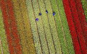 Luchtfoto's van de bollenvelden van de Keukenhof in volle bloei. beeld ANP