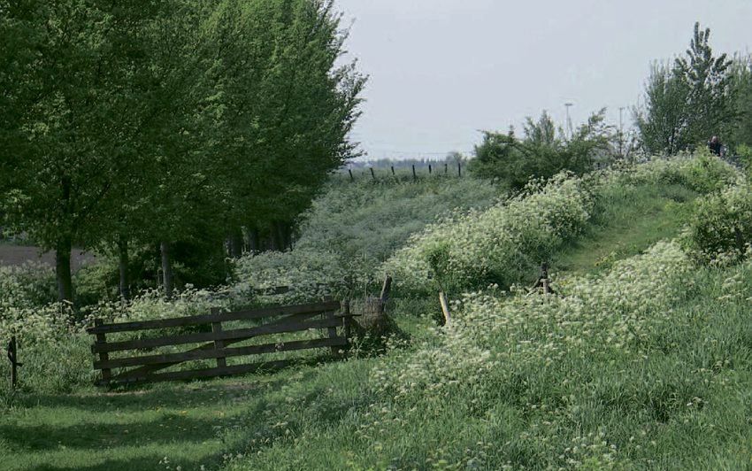 Groene dooradering van het landschap kan het verlies aan robuuste verbindingen compenseren.  Foto RD