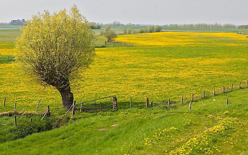 Uiterwaarden langs de Lek. Foto ANP