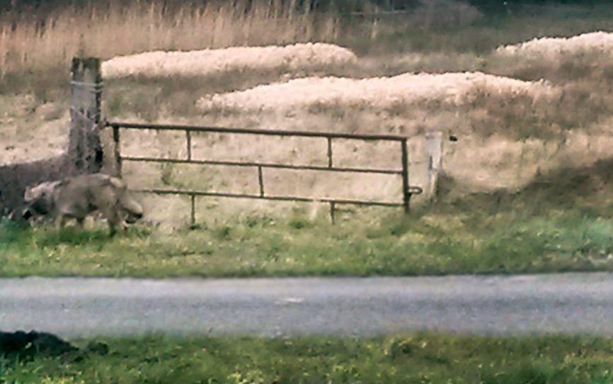 Een wolf loopt langs de N381 ter hoogte van Noord-Sleen, bij Emmen. Het is ongeveer 150 jaar geleden dat het dier voor het laatst in het wild in ons land is gezien. beeld ANP / Jan van der Aa