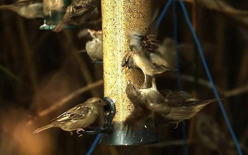 Beeld Vliegkunstenaars, Wageningen University.