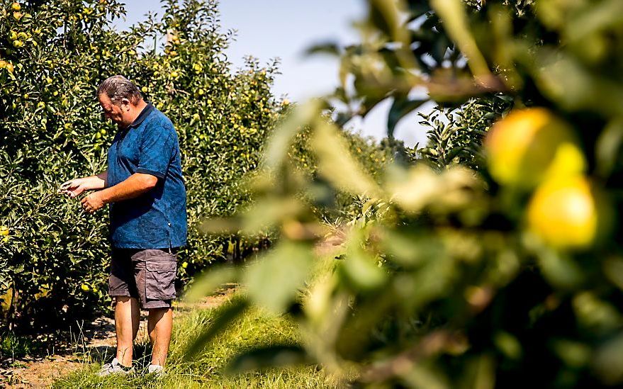 Rinus van het Westeinde uit Nisse loopt langs zijn oogst. De aanhoudende droogte gaat de fruitoogst parten spelen. De beregeningsverboden van de waterschappen brengen de fruittelers in de problemen. beeld ANP