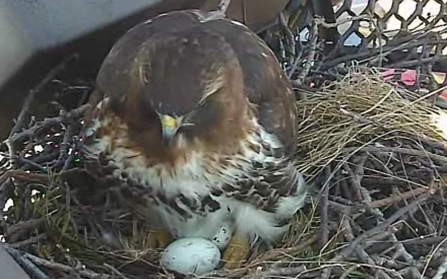 Roodstaartbuizerd.