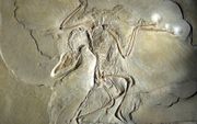Een exemplaar van de uitgestorven vogel Archaeopteryx wordt tentoongesteld in het Museum für Naturkunde in Berlijn. Vaak wordt de oervogel nog voorgesteld als tussenvorm tussen dino’s en vogels, maar die visie ligt al geruime tijd onder vuur binnen de evo