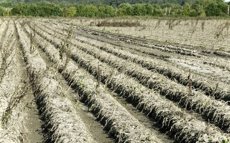 Aardappelperceel op Walcheren na de overvloedige regenval van september. beeld Van Scheyen Fotografie