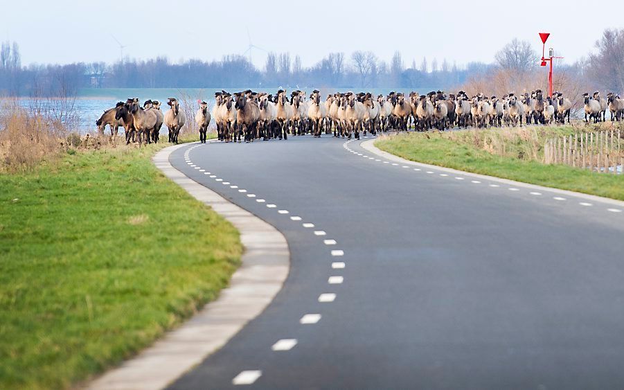 Vanwege het hoogwater is in natuurgebied Munnikenland bij Slot Loevestein een kudde paarden naar een hoger gebied geleid. beeld ANP