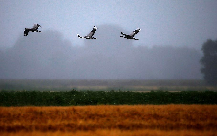 Kraanvogels in het natuurgebied Fochteloerveen. Foto ANP