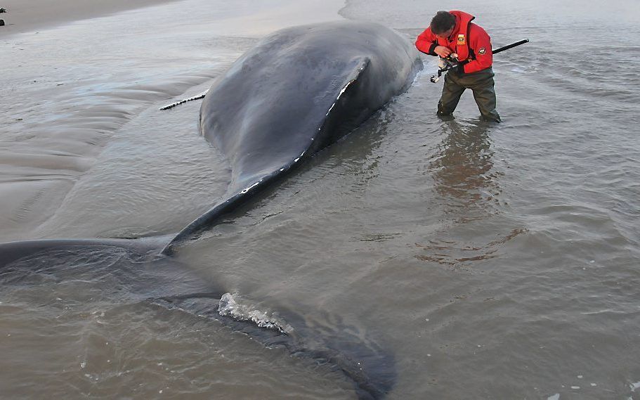 Bultrug op de Razende Bol bij Texel.  Foto ANP