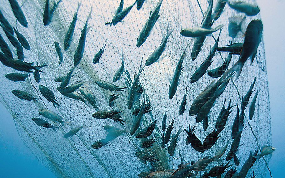 Gerard Carrodano vangt voor de Zuid-Franse kust vis die hij verkoopt aan dierentuinen en zeeaquaria. beeld AFP