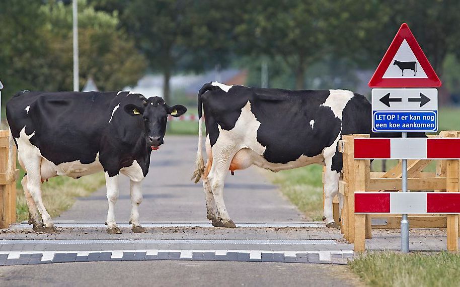 Dierenbeschermers hebben vrijdag de Europese Commissie opgeroepen om dieren niet langer levend te vervoeren naar landen buiten de EU. Foto ANP