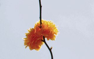 Bloesem en gele bloemen.