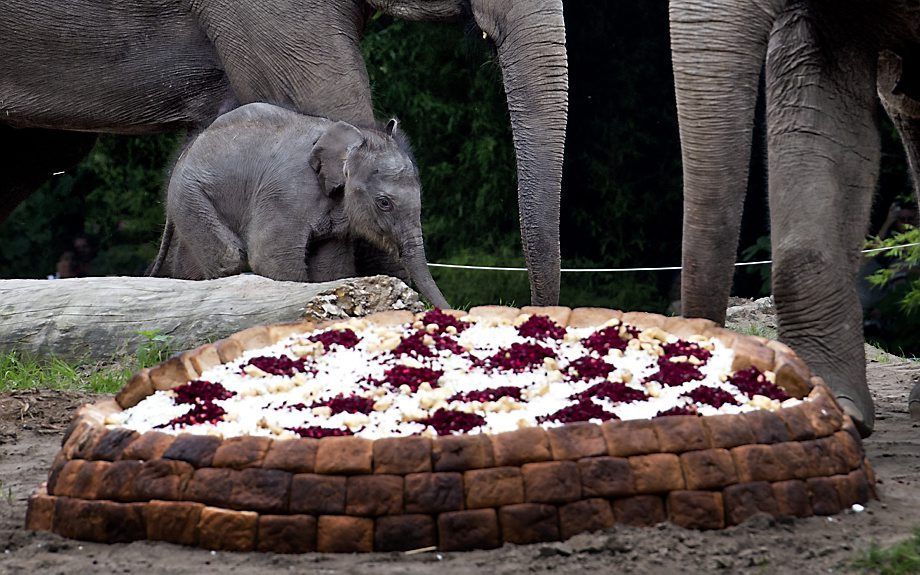 Het olifantje dat twee weken geleden in Blijdorp werd geboren snoept met haar volwassen soortgenoten van een reusachtige 'beschuit met muisjes'. Foto ANP