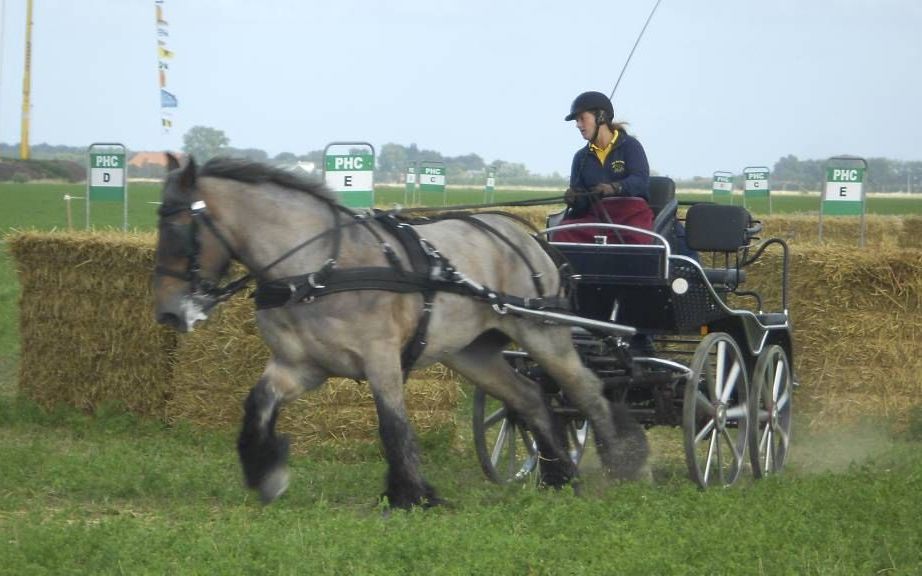 Een enkelspan manoeuvreerde zaterdag tussen de strobalen door op de wedstrijd voor trekpaarden in het Zeeuwse Wilhelminapolder. De stichting Trekpaard en Recreatie hield de wedstrijden dit jaar voor de zestiende keer. beeld Linda Otte