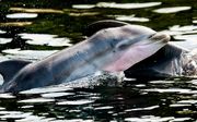 Een pasgeboren dolfijn in Dolfinarium. beeld ANP