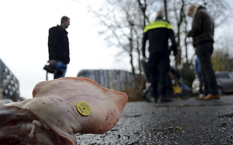 Varkenskop bij een toekomstig azc in Enschede. beeld ANP