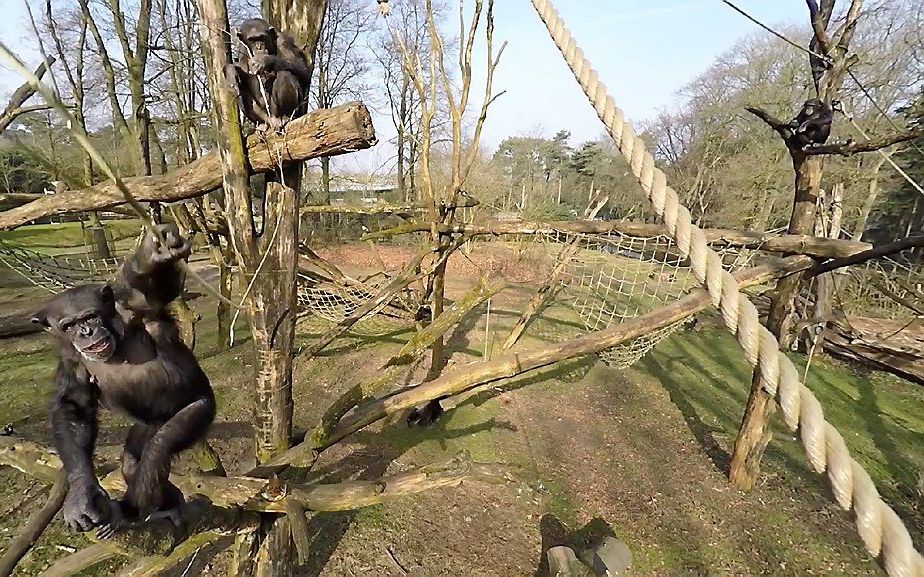 De chimpansee slaat de drone uit de lucht. Beeld Burgers' Zoo