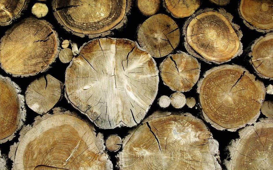 TACOMA. De kans dat twee stukken hout hetzelfde profiel hebben en toch uit twee bomen komen, is nihil. beeld Istock