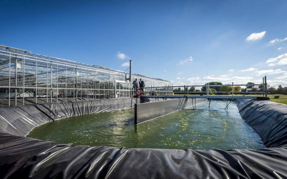 LELYSTAD. In Lelystad werd twee jaar geleden een proefinstallatie in gebruik genomen voor de raffinage van algen. beeld ANP, Lex van Lieshout