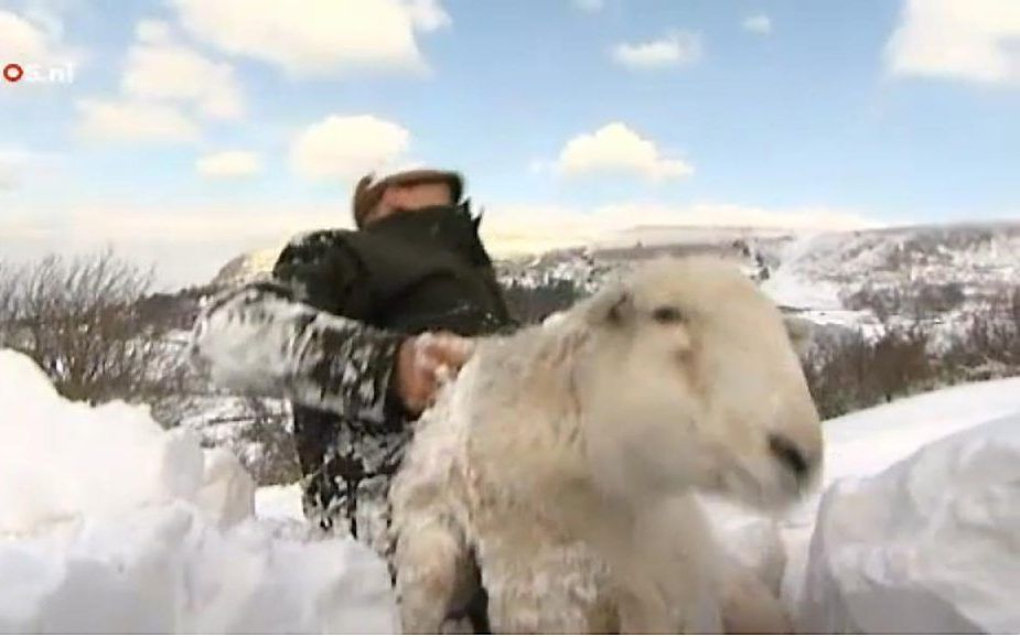 Schaapherder Gareth Wyn redt een van zijn schapen. Beeld video NOS