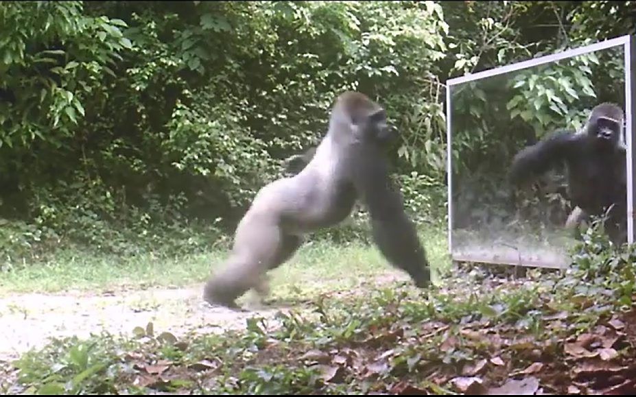 Een gorilla valt zijn spiegelbeeld aan. beeld uit video YouTube