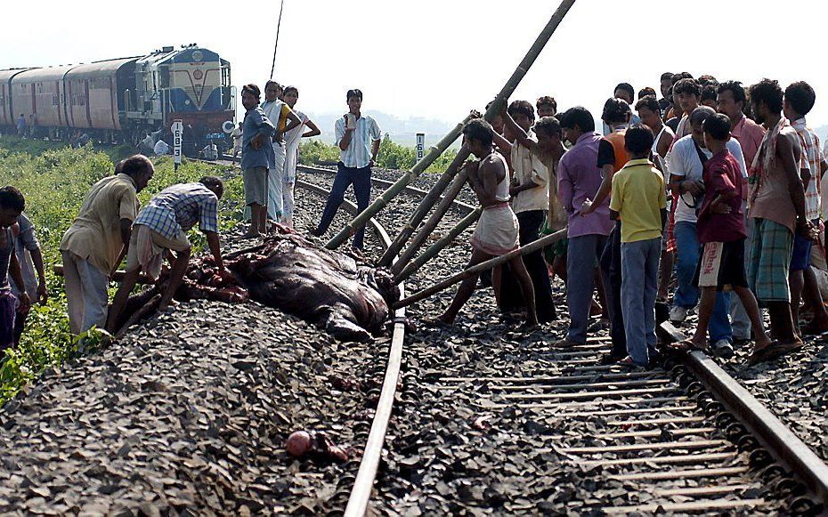 In India komen trein en olifant vaker met elkaar in aanraking, zoals hier in het noordoosten van het land in 2007. Foto EPA