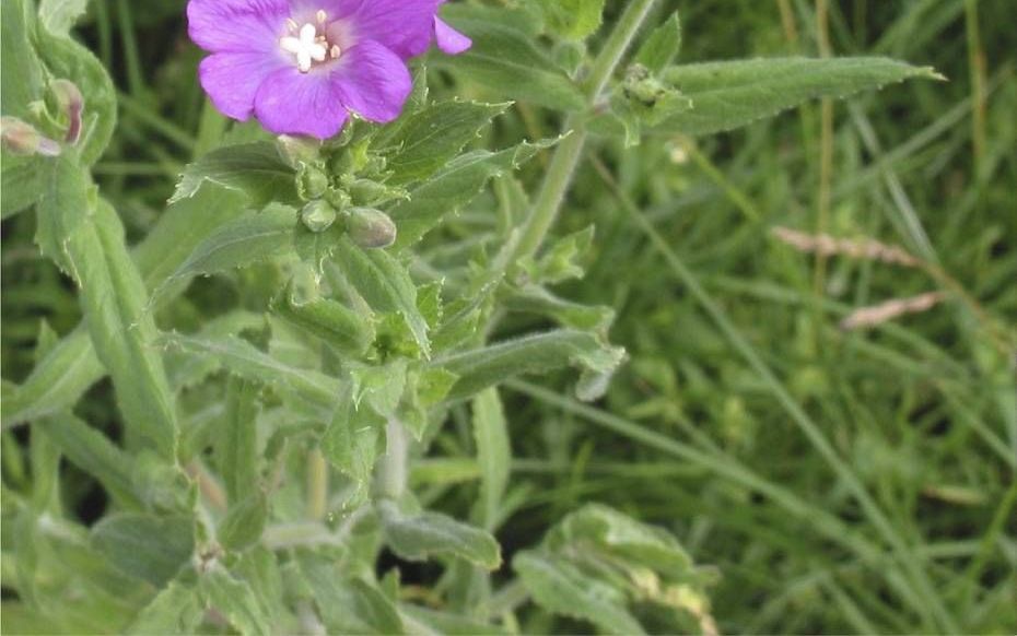 Het wilgeroosje (hier het harig wilgeroosje) is een wilde plant die niet misstaat in een tuin, maar er zijn een paar lastige kenmerken van deze plant. beeld Wikimedia