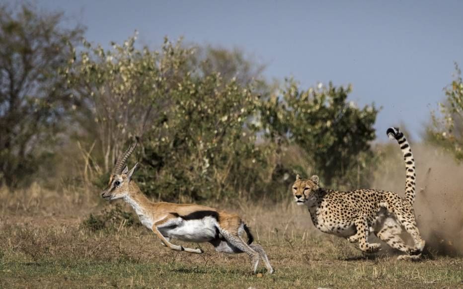 „Hoe verhoudt zich de ”struggle for life” en de ”survival of the fittest” tot de God van Israël Die een juist een kennelijke voorkeur heeft voor al wat zwak en gebroken is?” beeld AFP